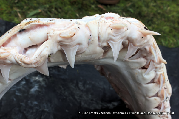 Great White shark teeth detail